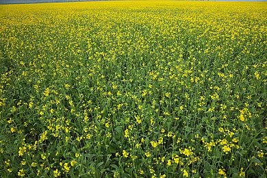 《恶魔之魂》瓦楞盔甲figma可动手办 今日开订